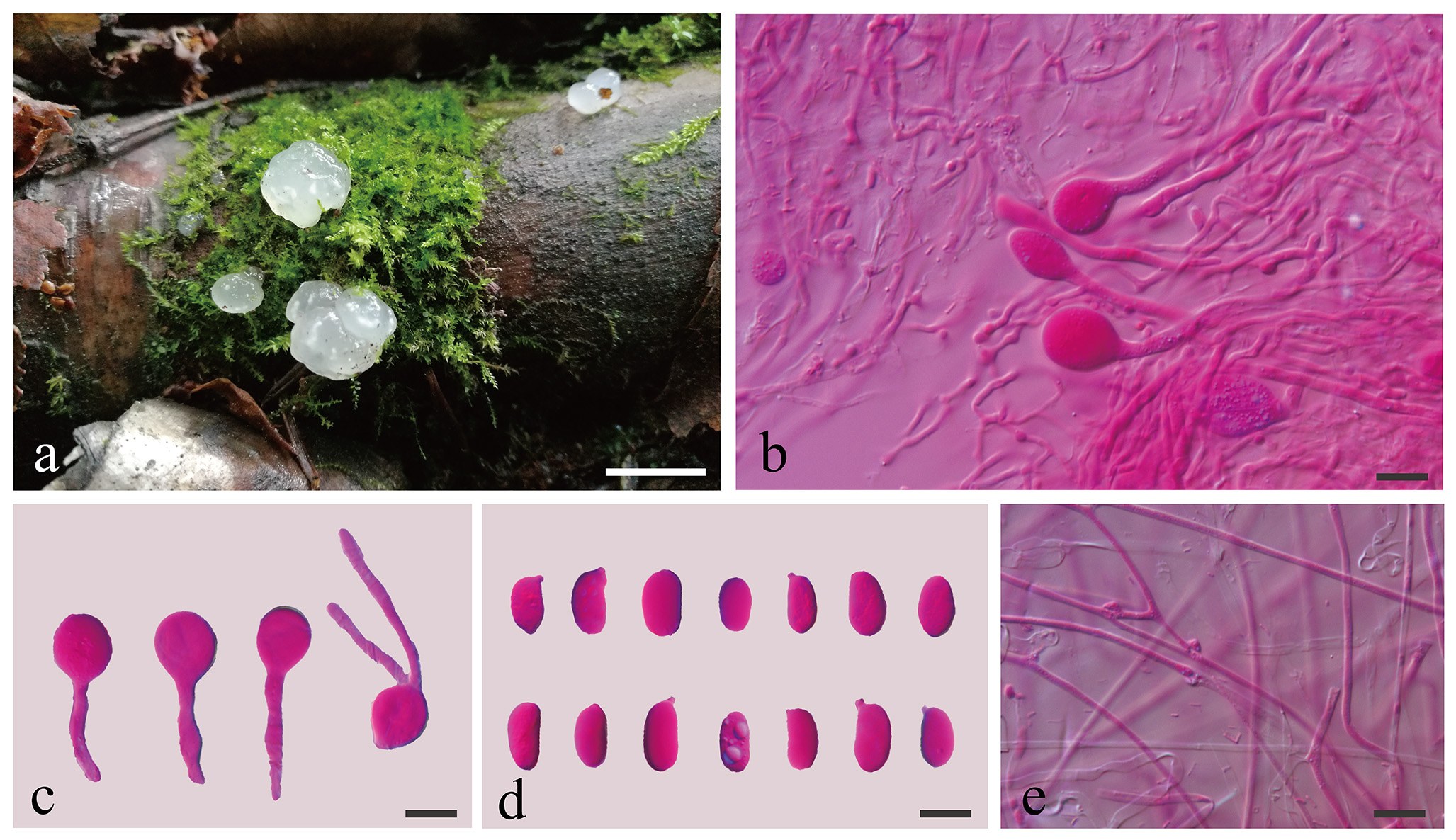 Figure 36